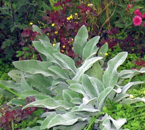 Сад малого ухода. Растения для малоуходного сада