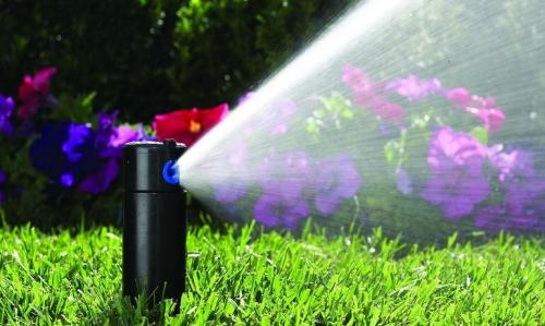 Малоуходный газон. Малоуходный сад своими руками