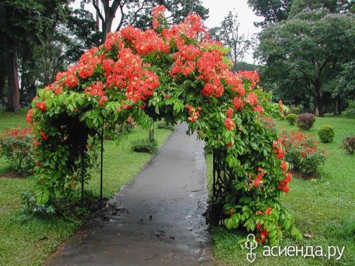 Сад минимального ухода. Малоуходный сад для занятых людей