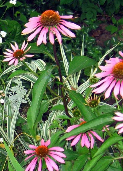 Сад малого ухода. Растения для малоуходного сада