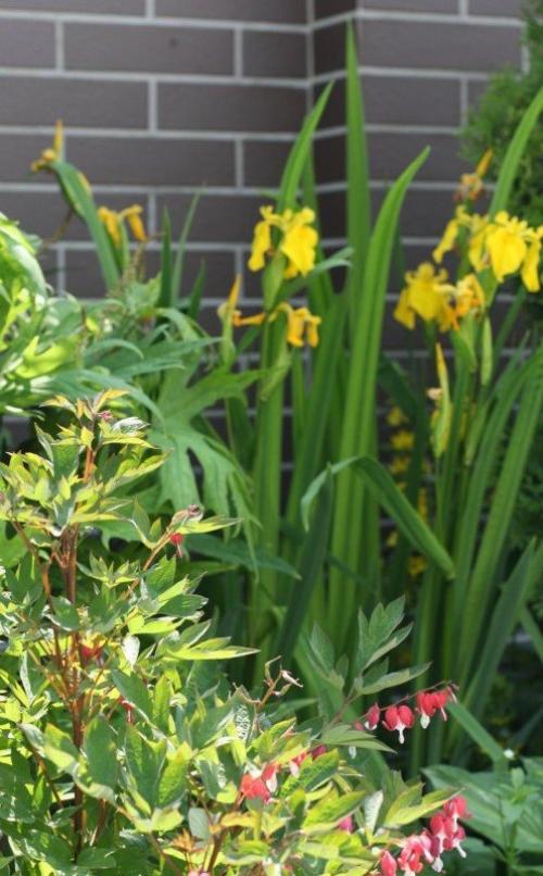 Сад малого ухода. Растения для малоуходного сада