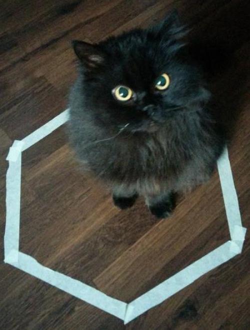 Устройство для переноски кота. Список популярных переносок среднего ценового сегмента 02 Устройство для переноски кота. Список популярных переносок среднего ценового сегмента 02