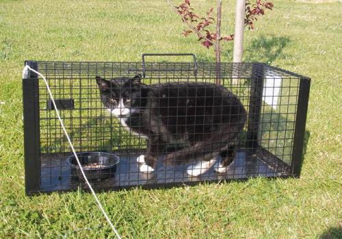 Устройство для переноски кота. Список популярных переносок среднего ценового сегмента 01 Устройство для переноски кота. Список популярных переносок среднего ценового сегмента 01