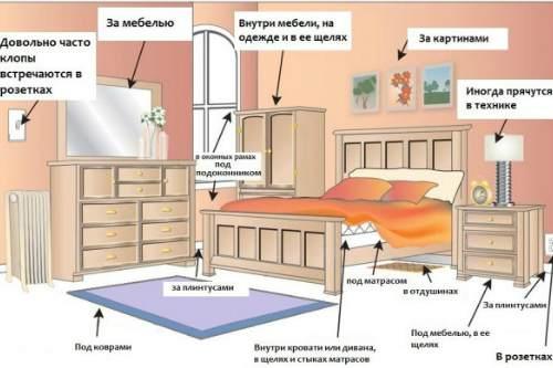 Постельные насекомые. Что это за насекомые и откуда они берутся