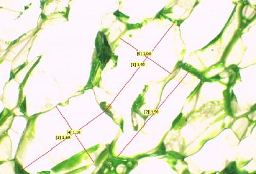 Утеплитель эппс. Экструзионный пенополистирол 05 Утеплитель эппс. Экструзионный пенополистирол 05