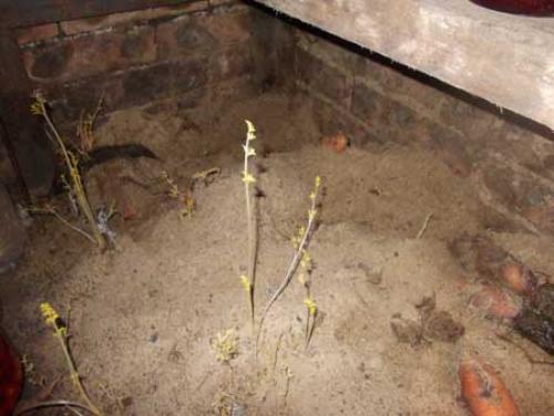 Известь негашеная применение в погребе. Побелка погреба или подвала 08