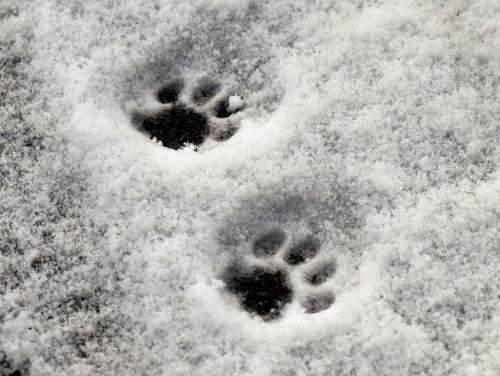 Размеры продухов в подвале. Расчет количества продухов 11 Размеры продухов в подвале. Расчет количества продухов 11