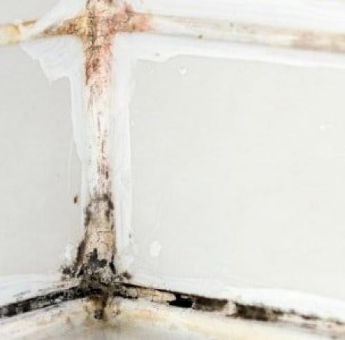 Черный налет в ванной в швах, как удалить. Последствия заражения патогенной флорой