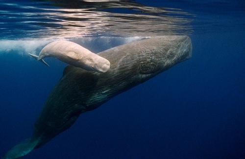 Называется детеныш кита. Интересные факты про китят