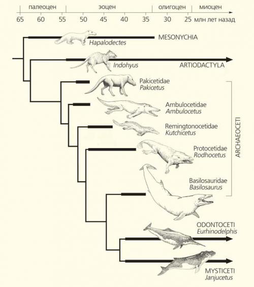 Называется детеныш кита. Интересные факты про китят 04