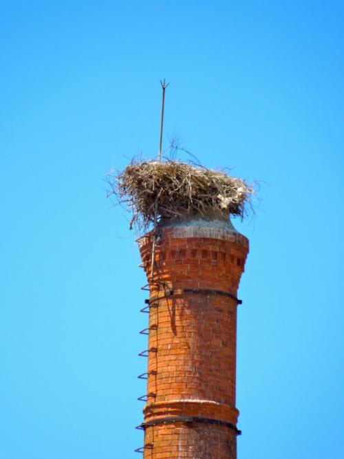 Диаметр гнезда аиста. Гнездо аиста — хитрости и нюансы постройки своими руками. 55 фото свитого гнзда