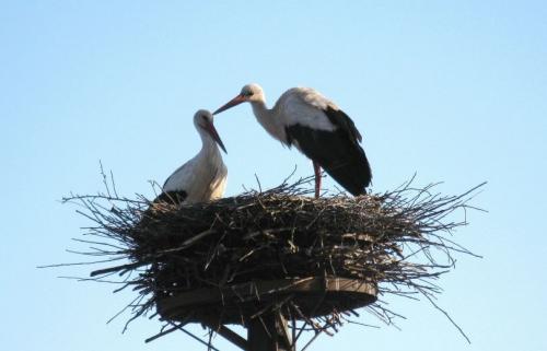 Гнездо для аиста. Гнездо аиста — узнайте где строят гнезда аисты и как привлечь внимание молодого аиста к своему участку (115 фото + видео)