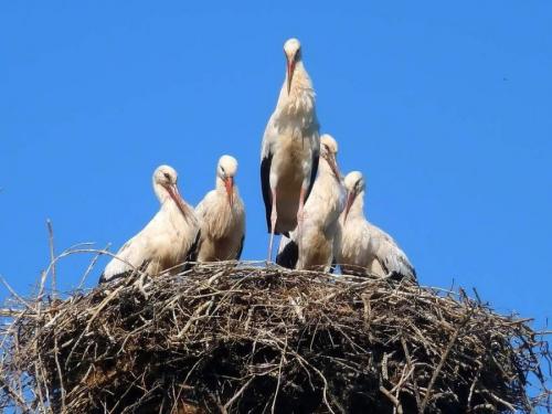 Диаметр гнезда аиста. Гнездо аиста — хитрости и нюансы постройки своими руками. 55 фото свитого гнзда