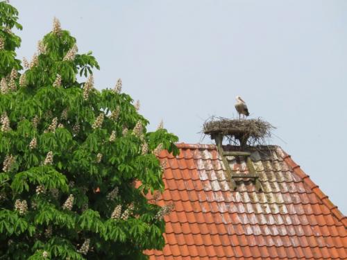 Диаметр гнезда аиста. Гнездо аиста — хитрости и нюансы постройки своими руками. 55 фото свитого гнзда