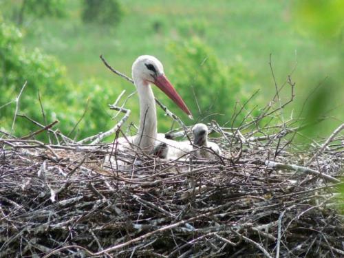 Гнездо для аиста. Гнездо аиста — узнайте где строят гнезда аисты и как привлечь внимание молодого аиста к своему участку (115 фото + видео)