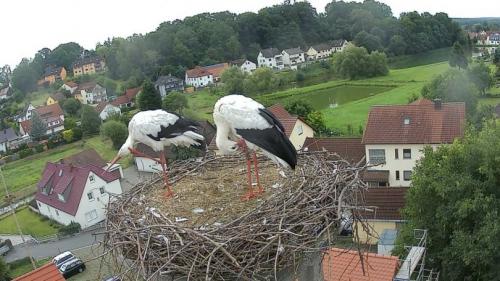 Гнездо для аиста. Гнездо аиста — узнайте где строят гнезда аисты и как привлечь внимание молодого аиста к своему участку (115 фото + видео)