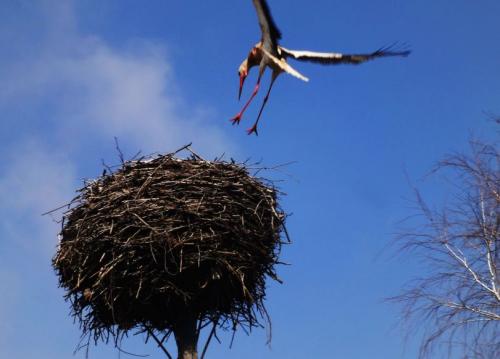 Гнездо для аиста. Гнездо аиста — узнайте где строят гнезда аисты и как привлечь внимание молодого аиста к своему участку (115 фото + видео)