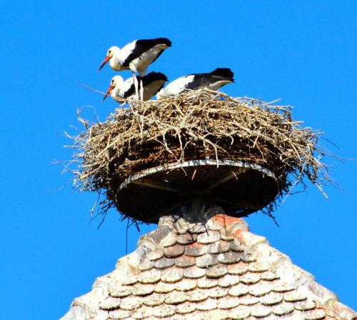 Гнездо для аиста. Гнездо аиста — узнайте где строят гнезда аисты и как привлечь внимание молодого аиста к своему участку (115 фото + видео)