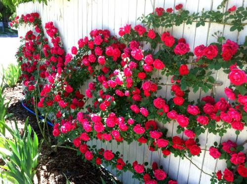 Быстрорастущие Лианы для сада. Распространенные многолетние вьющиеся растения для декора забора