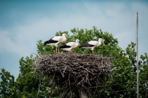 Гнездо для аиста. Гнездо аиста — узнайте где строят гнезда аисты и как привлечь внимание молодого аиста к своему участку (115 фото + видео)