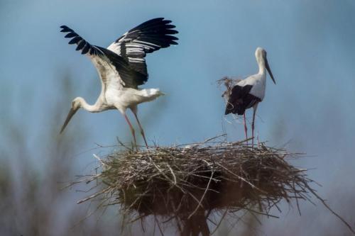 Диаметр гнезда аиста. Гнездо аиста — хитрости и нюансы постройки своими руками. 55 фото свитого гнзда