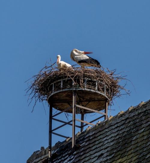 Диаметр гнезда аиста. Гнездо аиста — хитрости и нюансы постройки своими руками. 55 фото свитого гнзда
