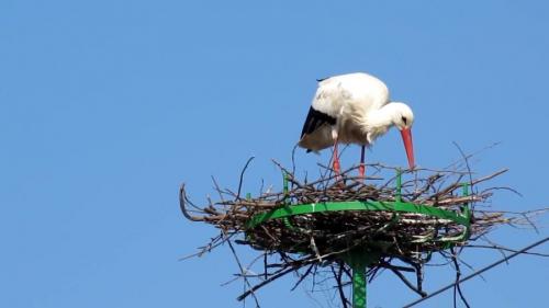 Диаметр гнезда аиста. Гнездо аиста — хитрости и нюансы постройки своими руками. 55 фото свитого гнзда