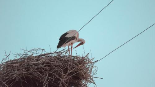Гнездо для аиста. Гнездо аиста — узнайте где строят гнезда аисты и как привлечь внимание молодого аиста к своему участку (115 фото + видео)