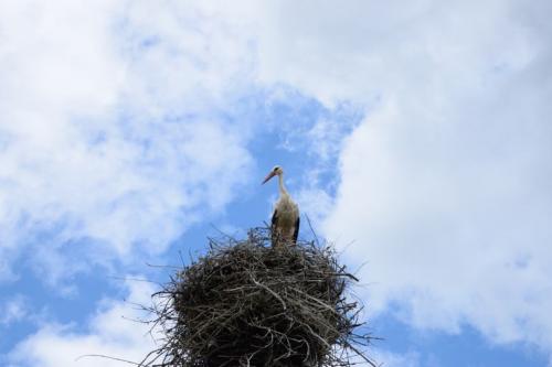 Гнездо для аиста. Гнездо аиста — узнайте где строят гнезда аисты и как привлечь внимание молодого аиста к своему участку (115 фото + видео)