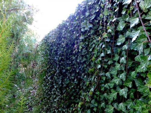 Быстрорастущие Лианы для сада. Распространенные многолетние вьющиеся растения для декора забора