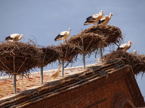 Диаметр гнезда аиста. Гнездо аиста — хитрости и нюансы постройки своими руками. 55 фото свитого гнзда