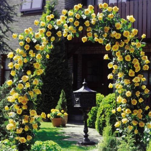 Тенелюбивые вьющиеся растения для сада. Вьющиеся многолетники для сада