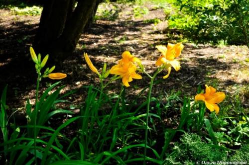 Миксбордер из лилейников. Как создать миксбордер 04