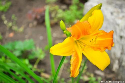 Миксбордер из лилейников. Как создать миксбордер 07