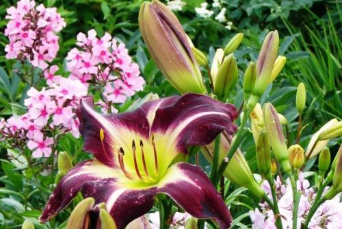 Миксбордер из лилейников. Как создать миксбордер 03