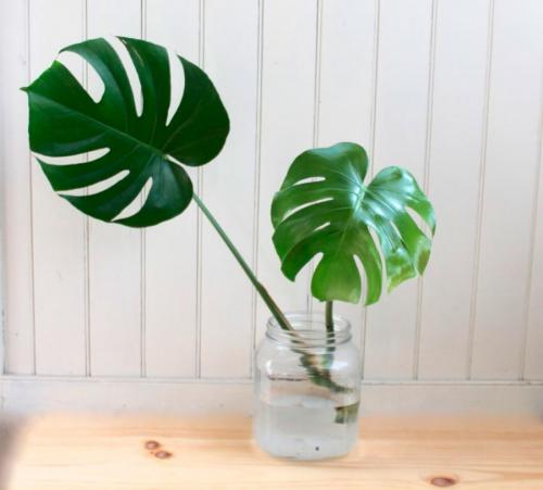 Вьющиеся цветы комнатные. Вьющиеся комнатные растения: применение в домашних условиях, на участке, в саду и в ландшафтном дизайне (130 фото)