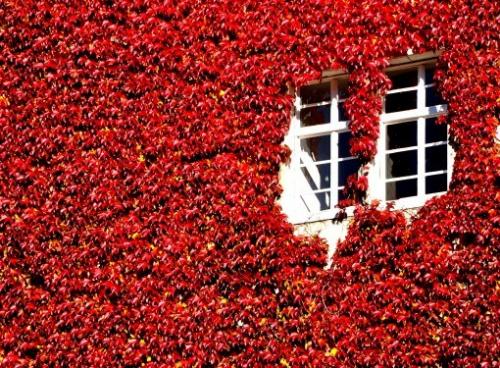 Вьющиеся растения для стен дома. Правда ли что вьющиеся растения лучше не направлять по стене дома