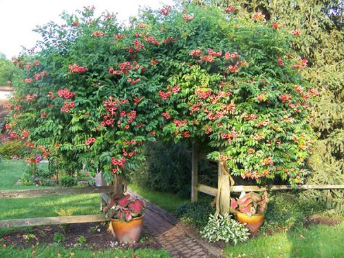 Как отделить сад от огорода. Как спрятать огород на участке?