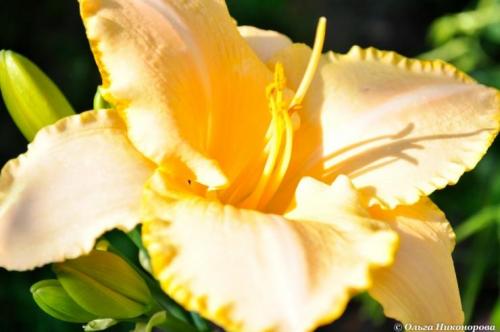 Миксбордер из лилейников. Как создать миксбордер 08