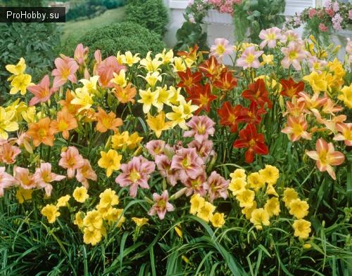 Компаньоны для лилейников. С какими цветами сочетаются лилейники в дизайне сада
