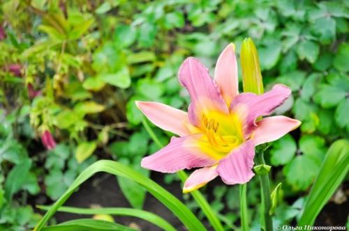 Миксбордер из лилейников. Как создать миксбордер 06