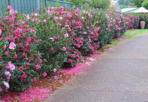 Как разделить огород и сад. Зонирование участка: разработка плана, зонирование перепадом высоты и цветом. 140 фото-идей