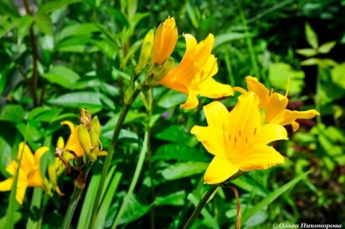 Миксбордер из лилейников. Как создать миксбордер 09