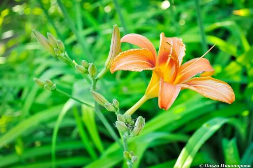 Миксбордер из лилейников. Как создать миксбордер 05