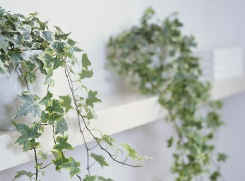 Вьющиеся цветы комнатные. Вьющиеся комнатные растения: применение в домашних условиях, на участке, в саду и в ландшафтном дизайне (130 фото)