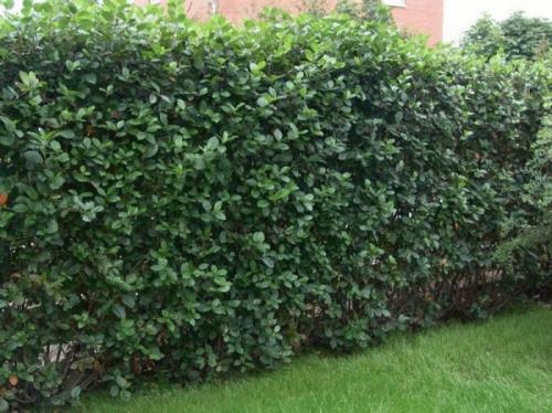 Как отделить сад от огорода. Как спрятать огород на участке?