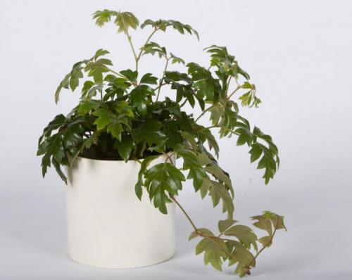 Вьющиеся цветы комнатные. Вьющиеся комнатные растения: применение в домашних условиях, на участке, в саду и в ландшафтном дизайне (130 фото)