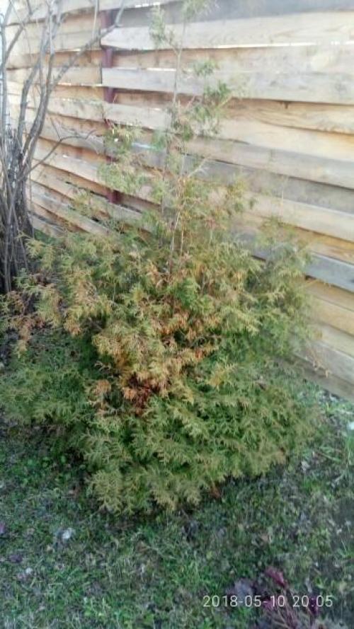 Стрижка туи кусторезом. Тестирование кустореза PALISAD. Обрезка туи