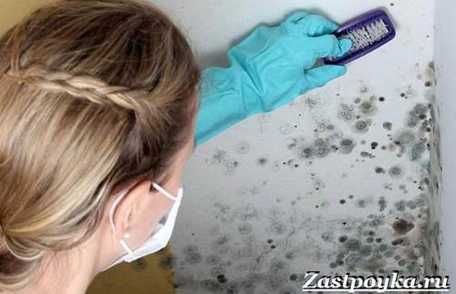 Плесень в квартире причины. Причины появления плесени
