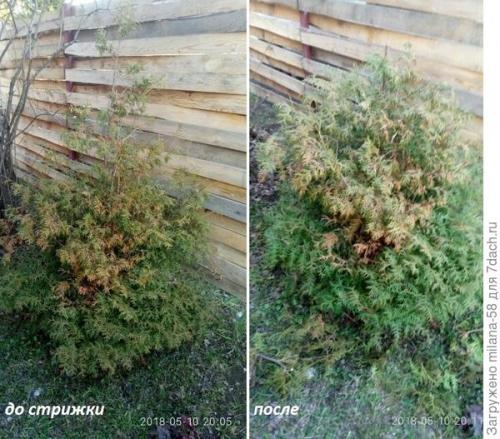 Стрижка туи кусторезом. Тестирование кустореза PALISAD. Обрезка туи